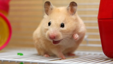 Hampster com